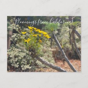 Bloomings uit Californië: Giant Coreopsis Postcar Briefkaart
