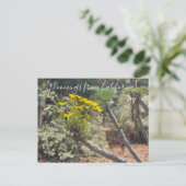 Bloomings uit Californië: Giant Coreopsis Postcar Briefkaart (Staand voorkant)