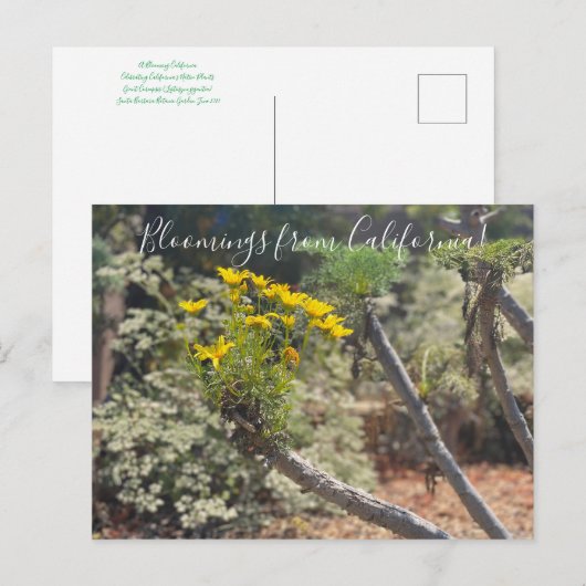 Bloomings uit Californië: Giant Coreopsis Postcar Briefkaart (Voorkant / Achterkant)