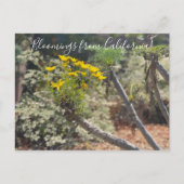 Bloomings uit Californië: Giant Coreopsis Postcar Briefkaart (Voorkant)
