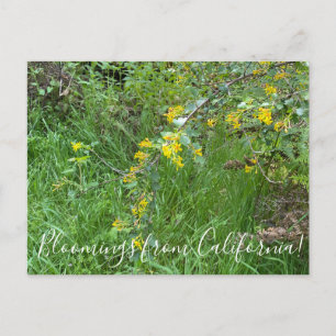 Bloomings uit Californië: Golden Currant Briefkaart