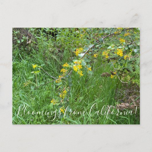 Bloomings uit Californië: Golden Currant Briefkaart (Voorkant)
