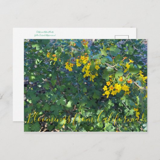 Bloomings uit Californië: Golden Currant Briefkaart (Voorkant / Achterkant)