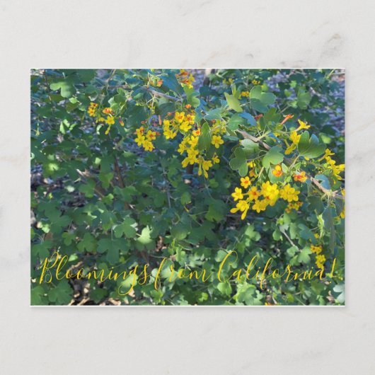 Bloomings uit Californië: Golden Currant Briefkaart (Voorkant)