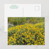 Bloomings uit Californië: Golden Yarrow Briefkaart (Voorkant / Achterkant)