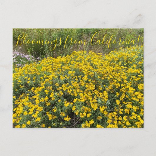 Bloomings uit Californië: Golden Yarrow Briefkaart (Voorkant)