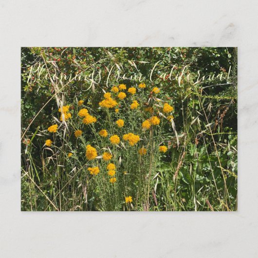 Bloomings uit Californië: Golden Yarrow Briefkaart (Voorkant)