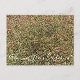 Bloomings uit Californië: Gran Canon Snapdragon Briefkaart