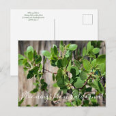 Bloomings uit Californië: Greenleaf Manzanita Briefkaart (Voorkant / Achterkant)