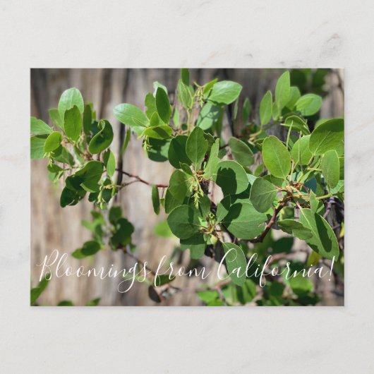 Bloomings uit Californië: Greenleaf Manzanita Briefkaart (Voorkant)