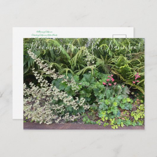 Bloomings uit Californië: Heuchera maxima Briefkaart (Voorkant / Achterkant)