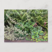 Bloomings uit Californië: Heuchera maxima Briefkaart (Voorkant)