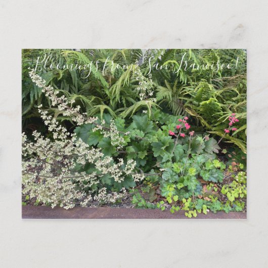 Bloomings uit Californië: Heuchera maxima Briefkaart (Voorkant)
