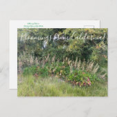 Bloomings uit Californië: Heuchera maxima Postcar Briefkaart (Voorkant / Achterkant)