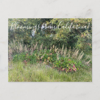Bloomings uit Californië: Heuchera maxima Postcar Briefkaart