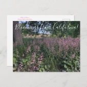 Bloomings uit Californië: Heuchera "Rosada" Briefkaart (Voorkant / Achterkant)