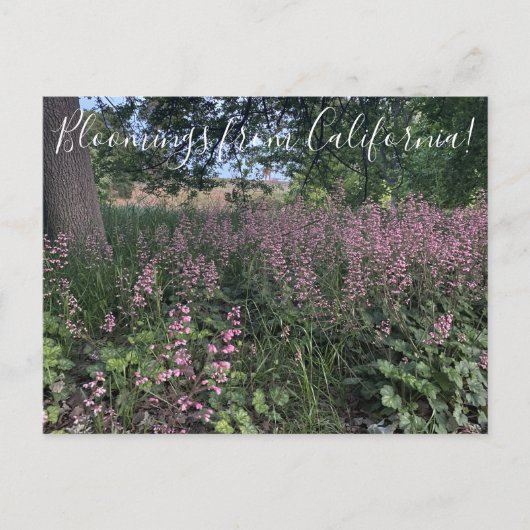 Bloomings uit Californië: Heuchera "Rosada" Briefkaart (Voorkant)