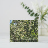 Bloomings uit Californië: Hollyleaf Cherry Postc Briefkaart (Staand voorkant)