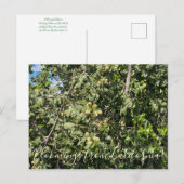 Bloomings uit Californië: Hollyleaf Cherry Postc Briefkaart (Voorkant / Achterkant)