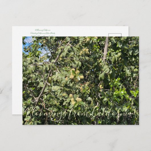 Bloomings uit Californië: Hollyleaf Cherry Postc Briefkaart (Voorkant / Achterkant)