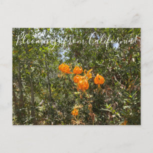 Bloomings uit Californië: Humboldt's Lily Briefkaart