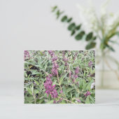 Bloomings uit Californië: Hummingbird Sage Briefkaart (Staand voorkant)