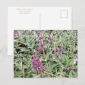 Bloomings uit Californië: Hummingbird Sage Briefkaart (Voorkant / Achterkant)