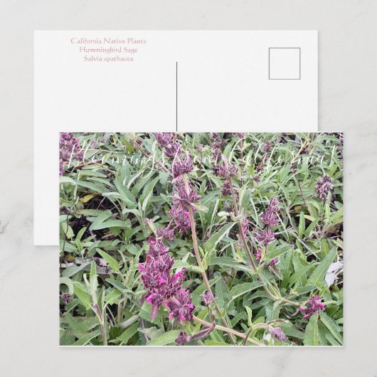 Bloomings uit Californië: Hummingbird Sage Briefkaart (Voorkant / Achterkant)