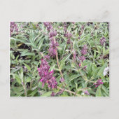 Bloomings uit Californië: Hummingbird Sage Briefkaart (Voorkant)