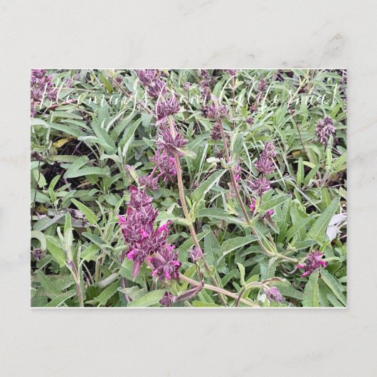 Bloomings uit Californië: Hummingbird Sage Briefkaart (Voorkant)