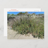 Bloomings uit Californië: Indische schildpenseel Briefkaart (Voorkant / Achterkant)