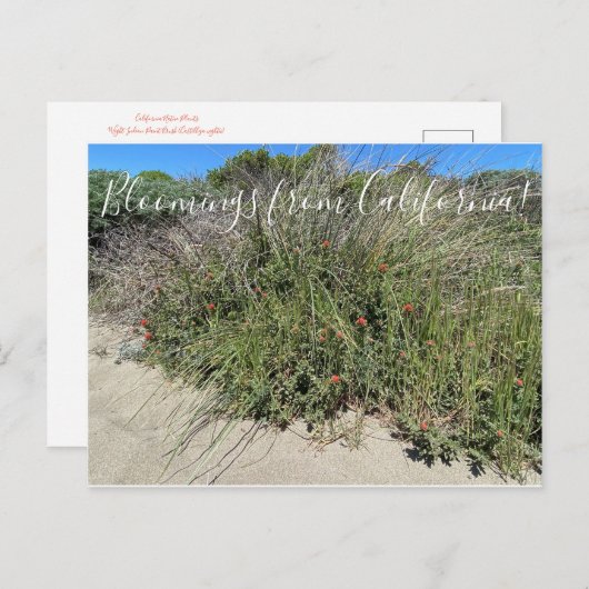 Bloomings uit Californië: Indische schildpenseel Briefkaart (Voorkant / Achterkant)