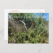 Bloomings uit Californië: Indische schildpenseel Briefkaart (Voorkant / Achterkant)