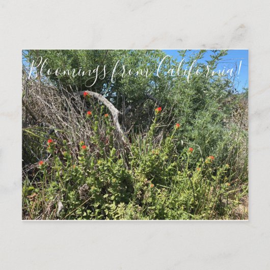 Bloomings uit Californië: Indische schildpenseel Briefkaart (Voorkant)