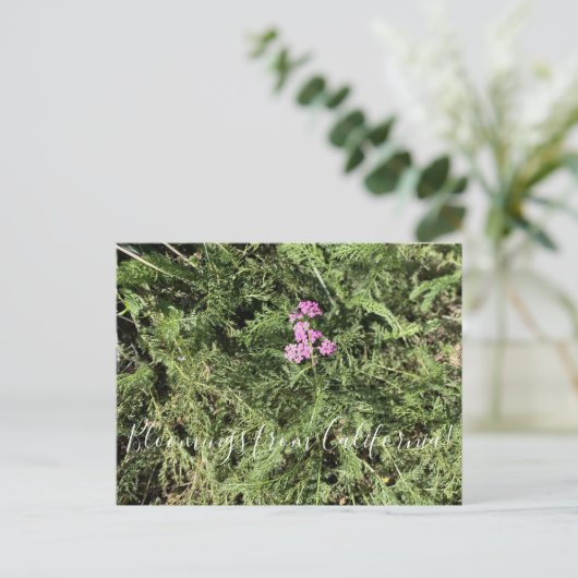 Bloomings uit Californië: Island Pink Yarrow Briefkaart (Staand voorkant)