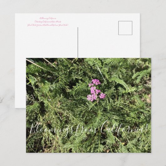 Bloomings uit Californië: Island Pink Yarrow Briefkaart (Voorkant / Achterkant)