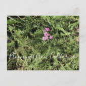 Bloomings uit Californië: Island Pink Yarrow Briefkaart (Voorkant)
