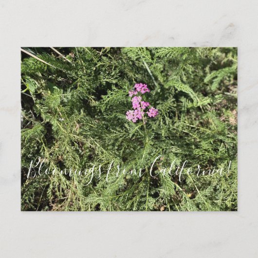 Bloomings uit Californië: Island Pink Yarrow Briefkaart (Voorkant)