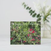 Bloomings uit Californië: Island Snapdragon Postc Briefkaart (Staand voorkant)