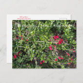 Bloomings uit Californië: Island Snapdragon Postc Briefkaart (Voorkant / Achterkant)