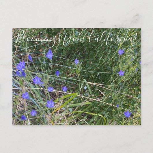 Bloomings uit Californië: Ithuriel's Spear Briefkaart (Voorkant)