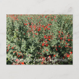Bloomings uit Californië: June Fuchsia Briefkaart