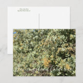 Bloomings uit Californië: Kwartel Struik Briefkaar Briefkaart (Voorkant / Achterkant)