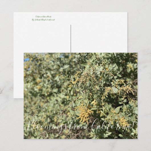 Bloomings uit Californië: Kwartel Struik Briefkaar Briefkaart (Voorkant / Achterkant)