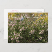 Bloomings uit Californië: Manzanita Briefkaart (Voorkant / Achterkant)