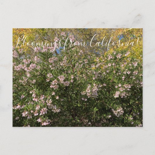 Bloomings uit Californië: Manzanita Briefkaart (Voorkant)