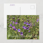 Bloomings uit Californië: Margarita Bop Penstemon Briefkaart (Voorkant / Achterkant)