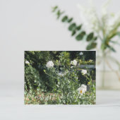 Bloomings uit Californië: Matilija Poppies Briefkaart (Staand voorkant)