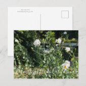 Bloomings uit Californië: Matilija Poppies Briefkaart (Voorkant / Achterkant)