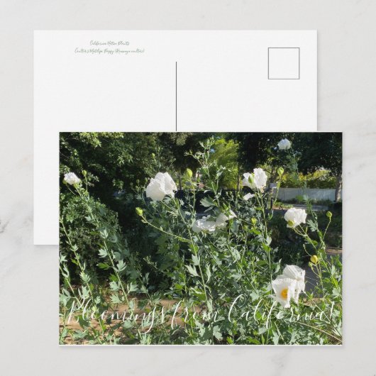 Bloomings uit Californië: Matilija Poppies Briefkaart (Voorkant / Achterkant)